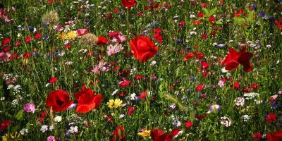 a-wild-flower-meadow