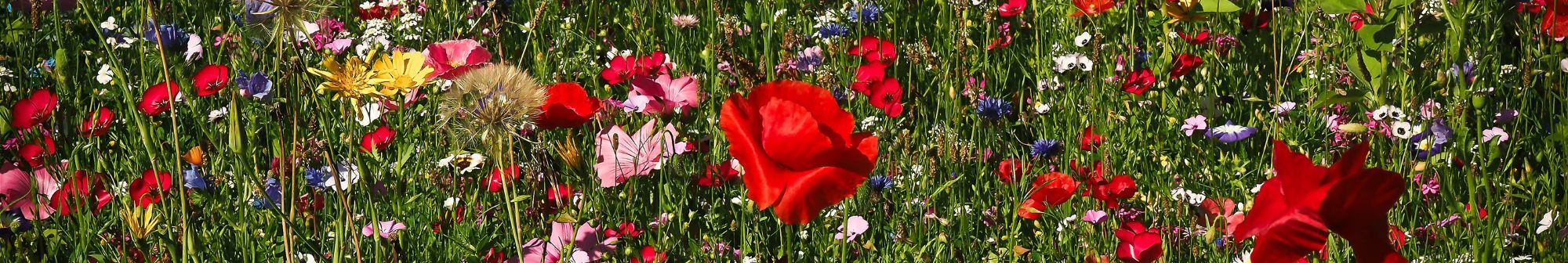 wildflower-meadow-in-full-bloom