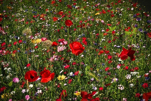 the-wildflower-meadow
